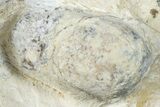 Eocene Fossil Snake Egg - Bouxwiller, France #293144-1